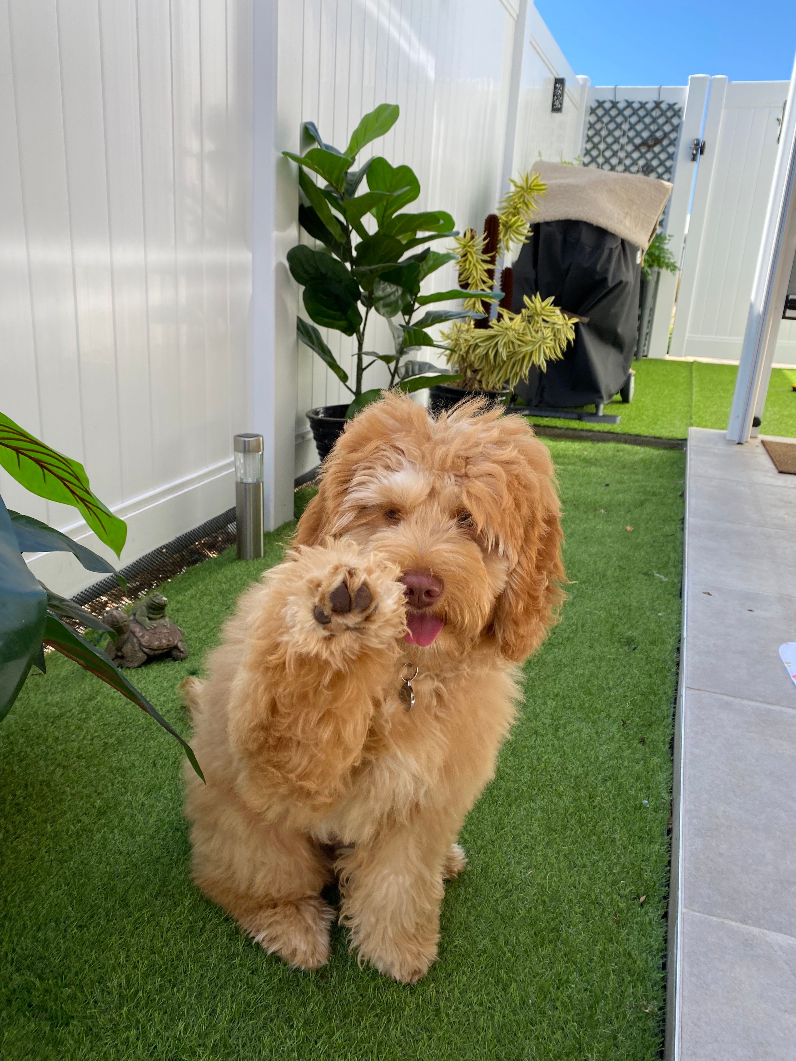 25 pound cheap labradoodle