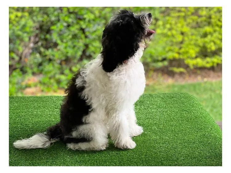 Aamberdell Australian Labradoodles