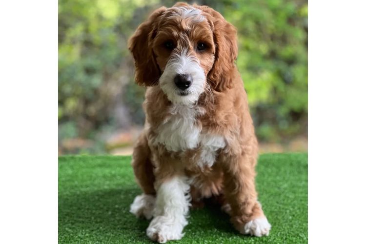 Aamberdell Australian Labradoodles