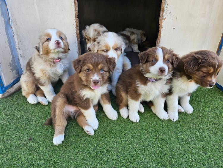 AVONYON Australian Shepherds