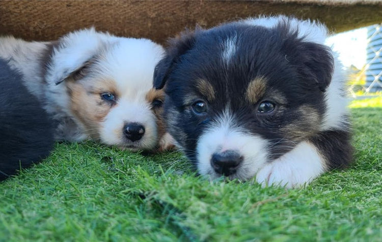 AVONYON Australian Shepherds
