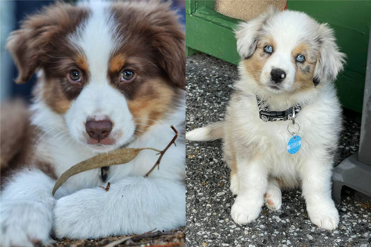 AVONYON Australian Shepherds