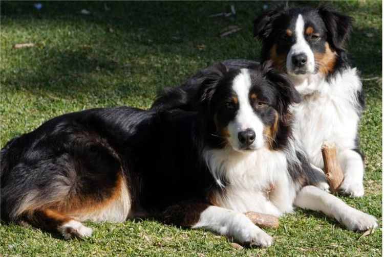 AVONYON Australian Shepherds