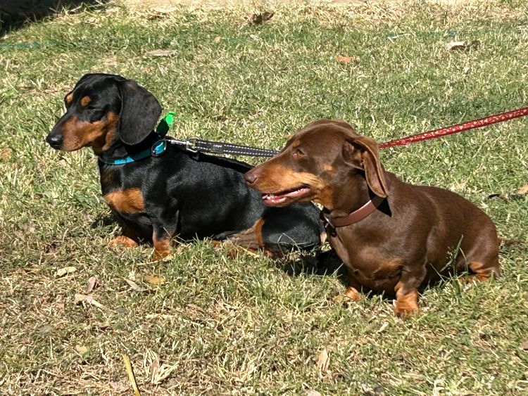 Palmvale Mini Dachshunds
