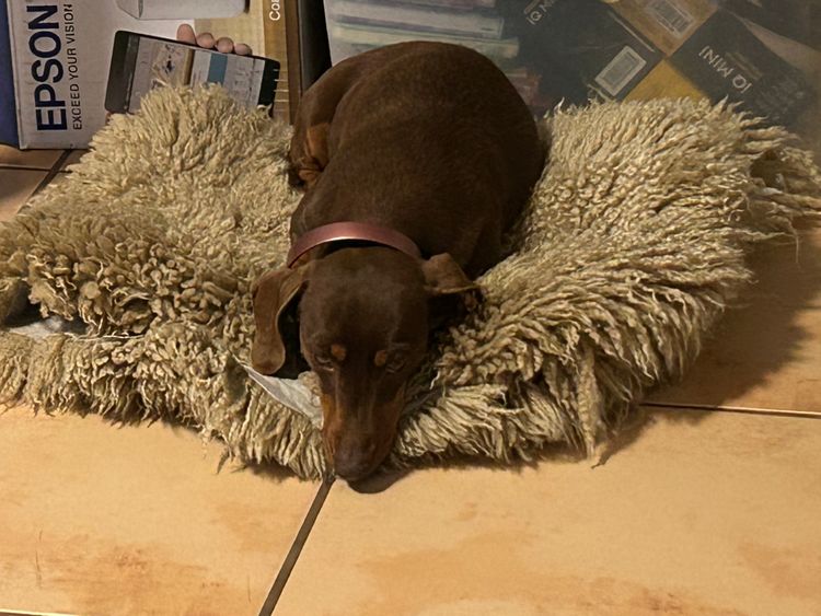Palmvale Mini Dachshunds