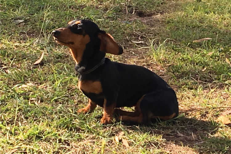 Palmvale Mini Dachshunds