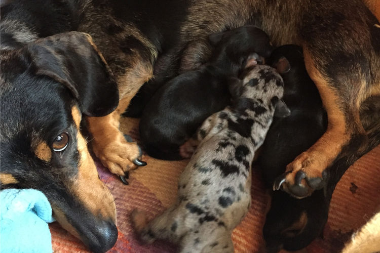 Palmvale Mini Dachshunds