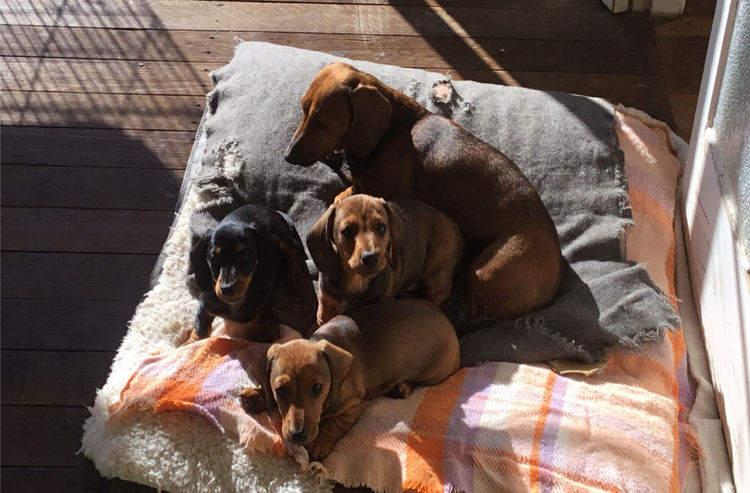 Palmvale Mini Dachshunds