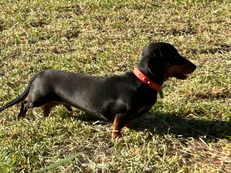 Palmvale Mini Dachshunds