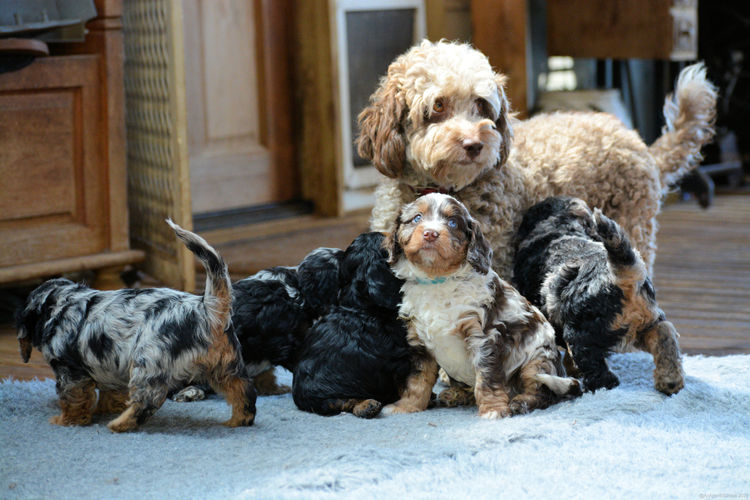 MMK Cavoodles
