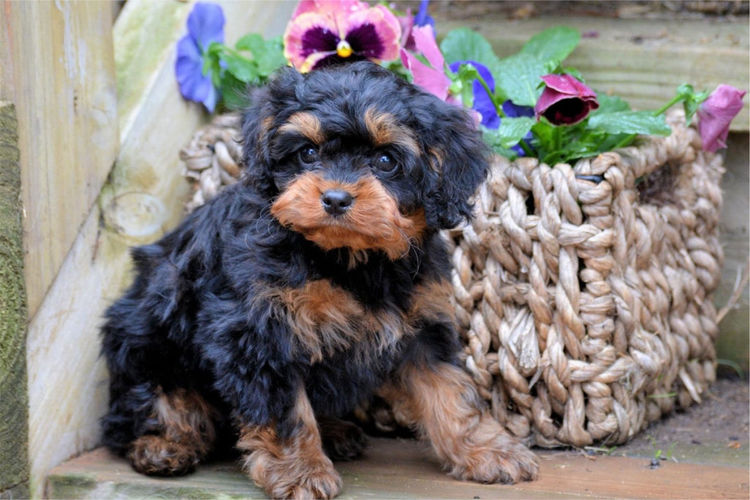 MMK Cavoodles