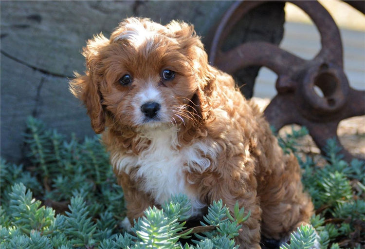 MMK Cavoodles