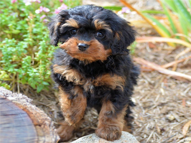 MMK Cavoodles