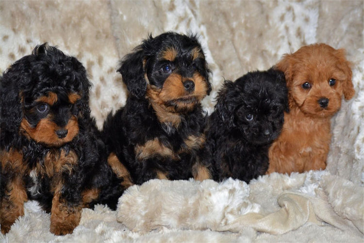 MMK Cavoodles