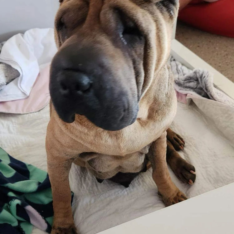 Rollsaplenty Shar-Pei