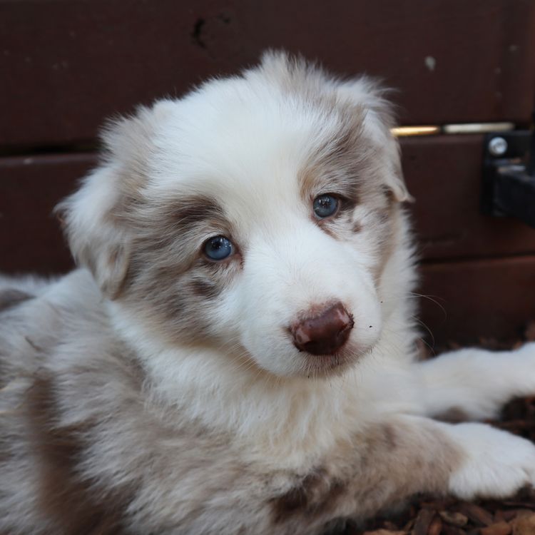 Willow View Border Collies