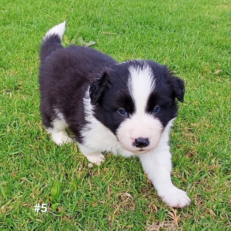 Willow View Border Collies