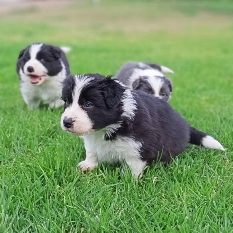 Willow View Border Collies