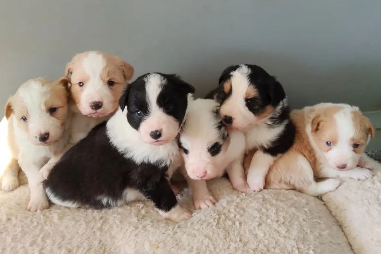 Willow View Border Collies
