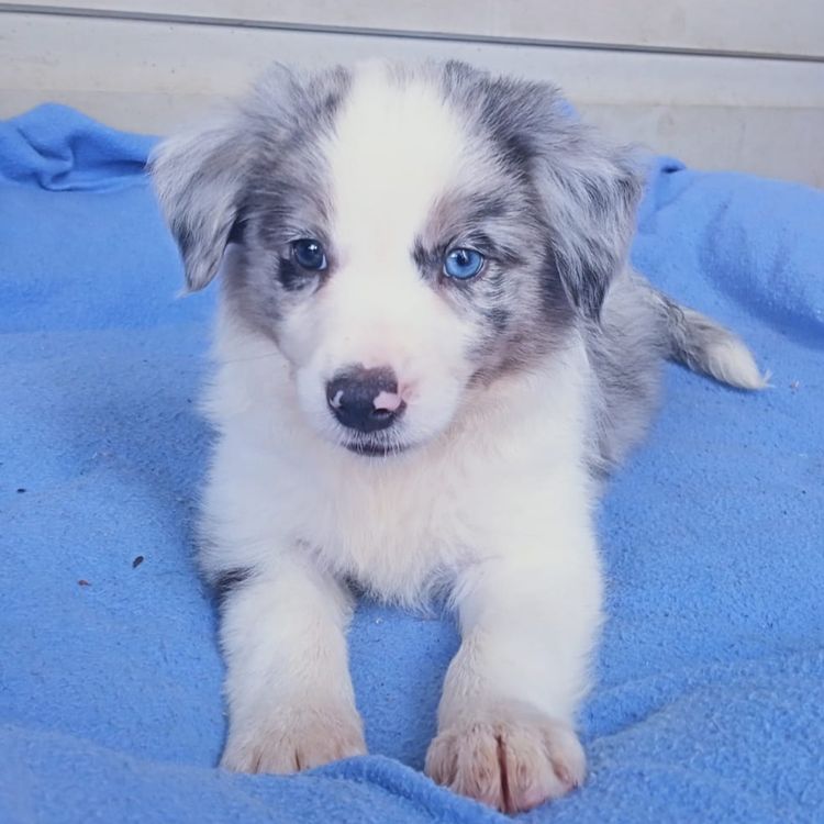 Willow View Border Collies