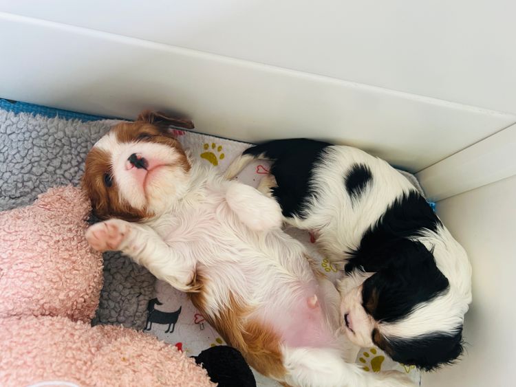 Sielle Place Cavaliers
