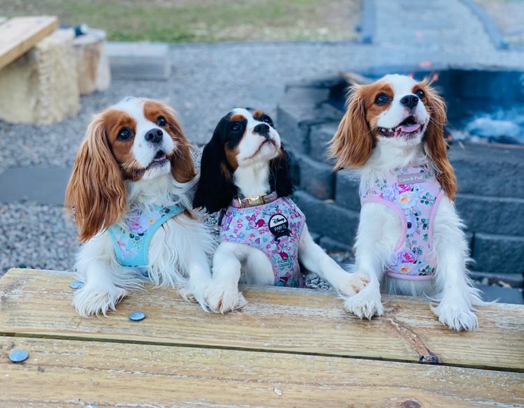 Sielle Place Cavaliers