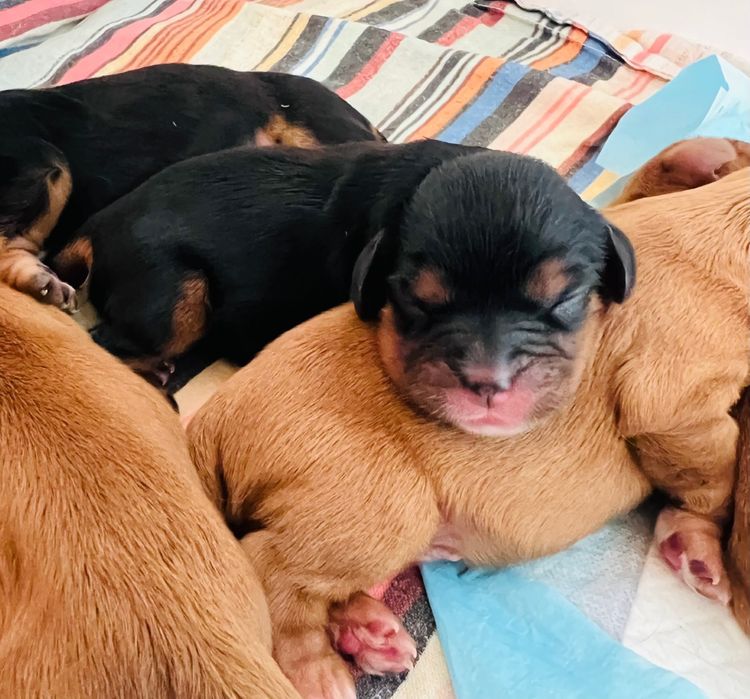 Sielle Place Cavaliers