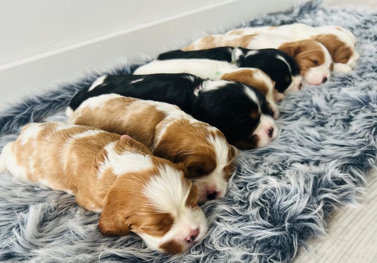 Sielle Place Cavaliers