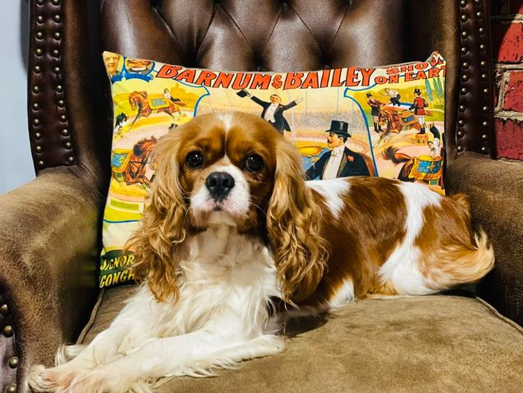 Sielle Place Cavaliers