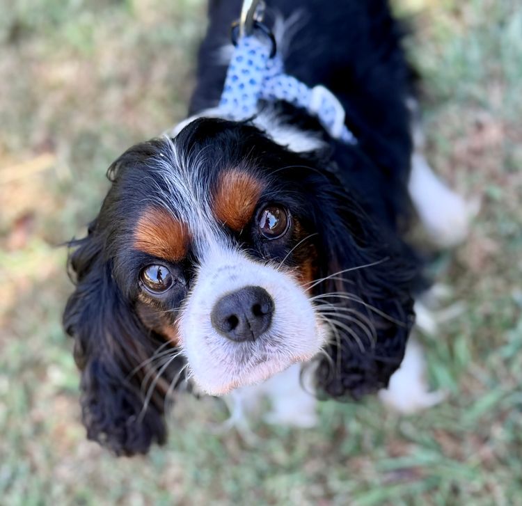 Sielle Place Cavaliers