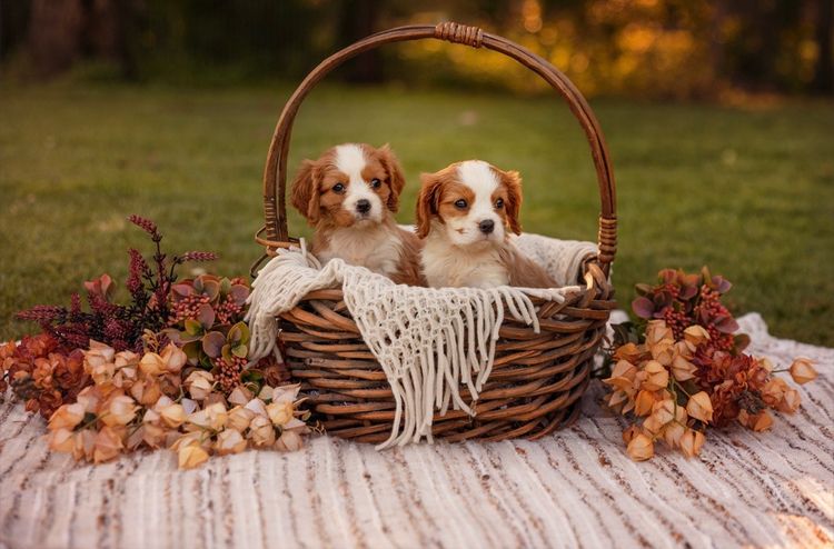 Sielle Place Cavaliers