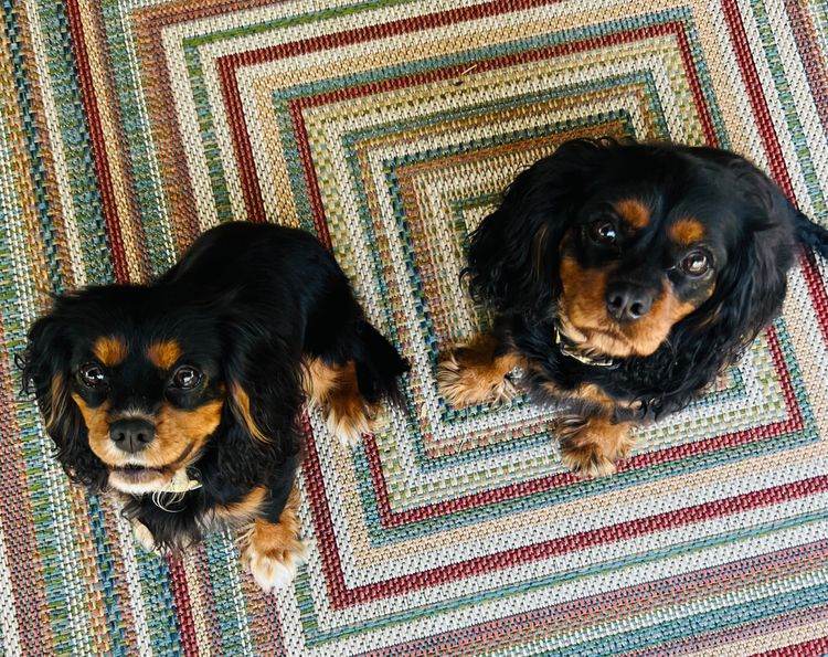 Sielle Place Cavaliers