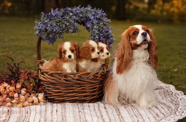Sielle Place Cavaliers