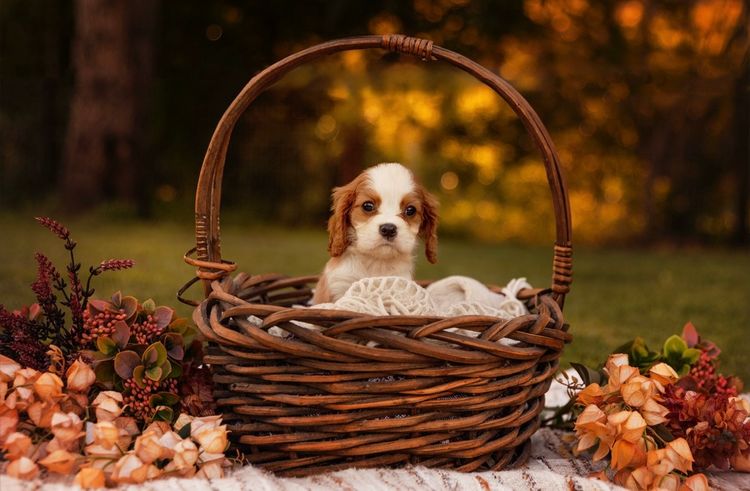 Sielle Place Cavaliers