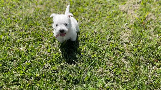 Westies of the Valley