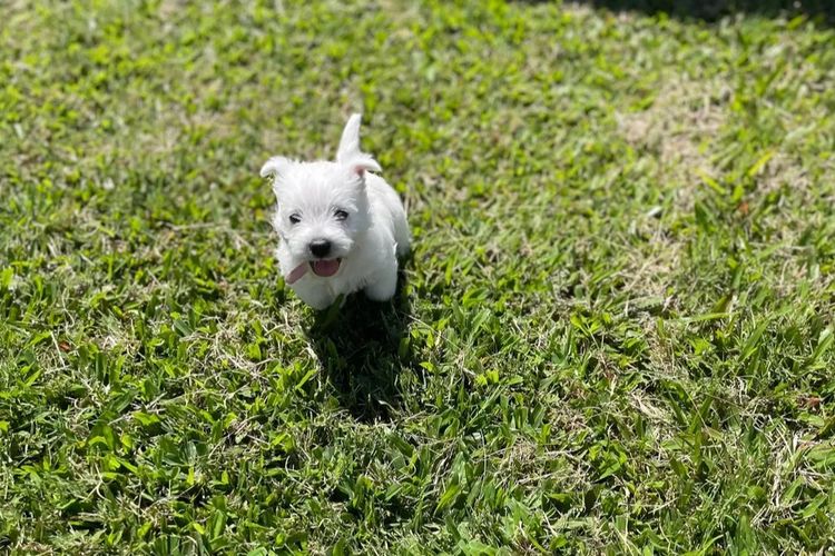 Westies of the Valley
