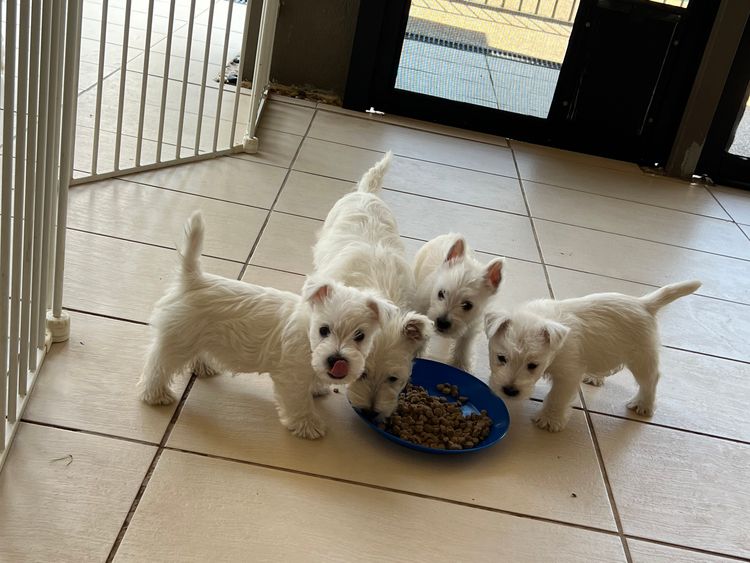 Westies of the Valley