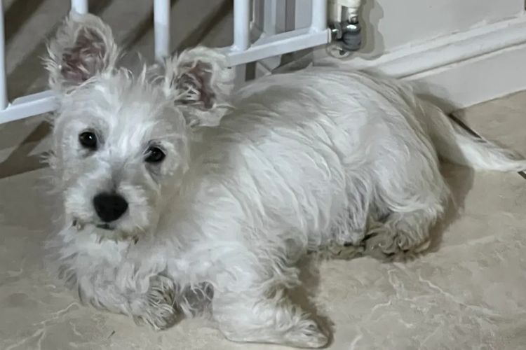 Westies of the Valley