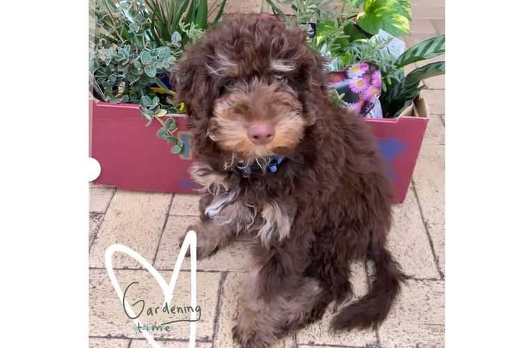 LABRADOODLES by KAYA MOON OODLES