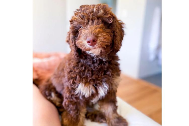 LABRADOODLES by KAYA MOON OODLES