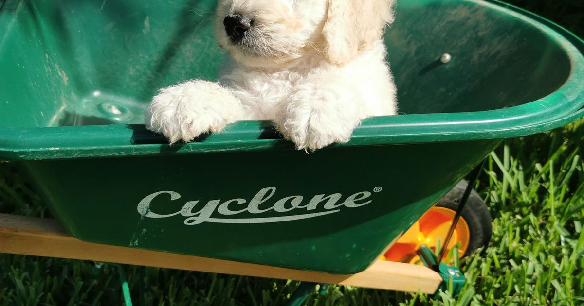Teddy Bear Groodles and Australian Bernedoodles of Australia