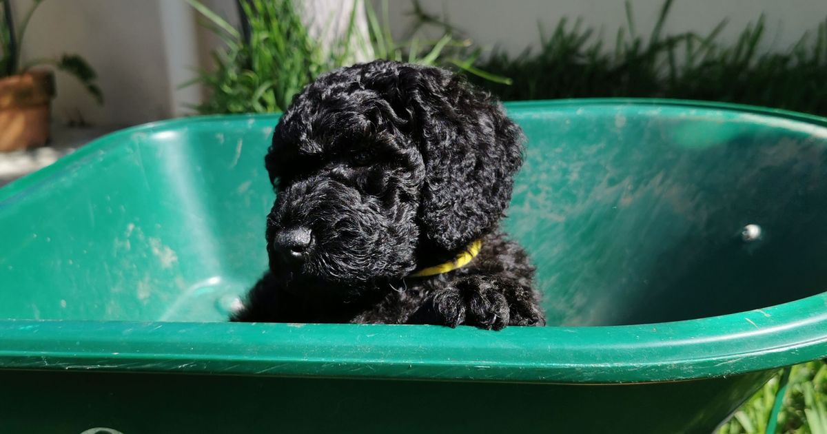 Teddy Bear Groodles and Australian Bernedoodles of Australia