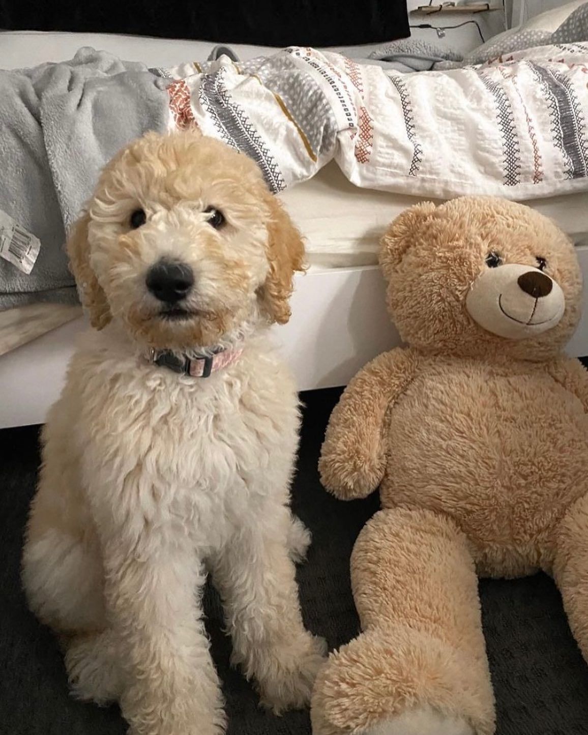 teddy bear labradoodles