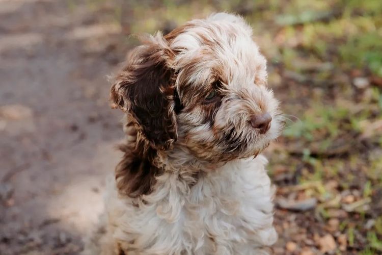 Kaya Moon Oodles - Cavoodles
