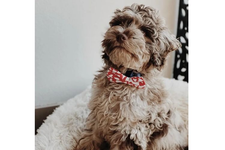 Kaya Moon Oodles - Cavoodles