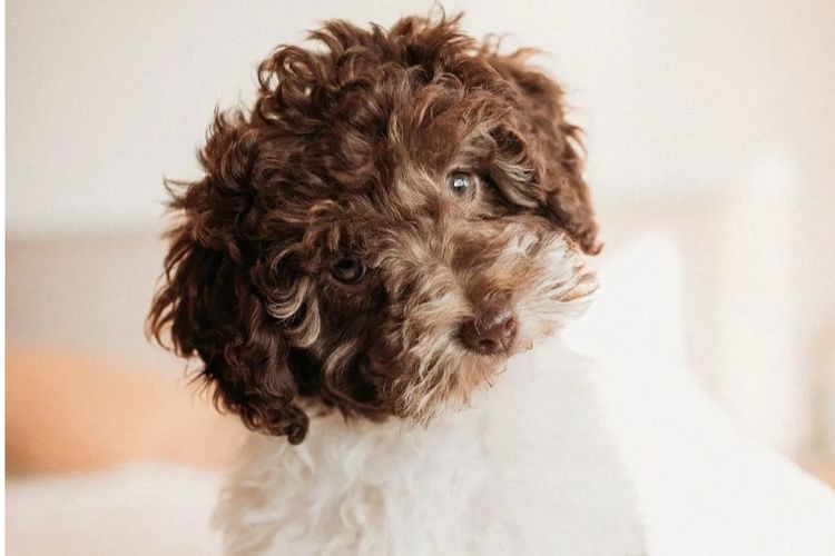 Kaya Moon Oodles - Cavoodles