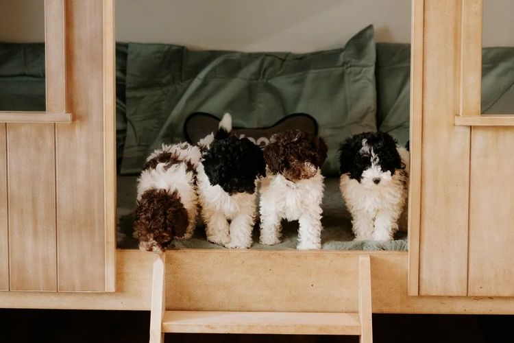 Kaya Moon Oodles - Cavoodles