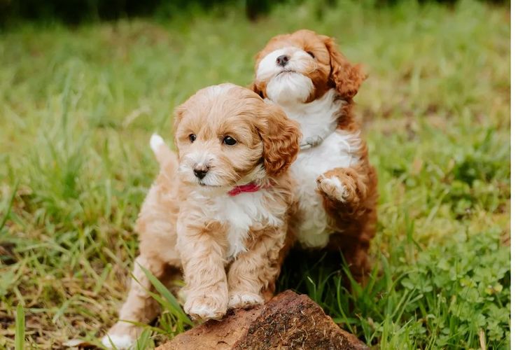 Kaya Moon Oodles - Cavoodles