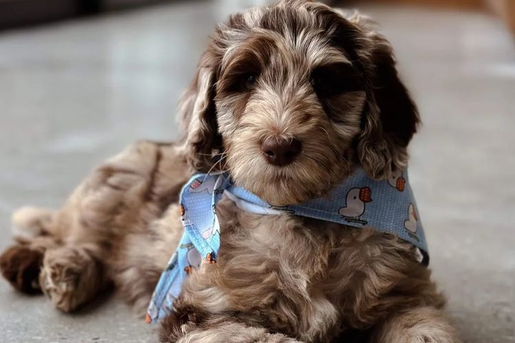 Kaya Moon Oodles - Cavoodles