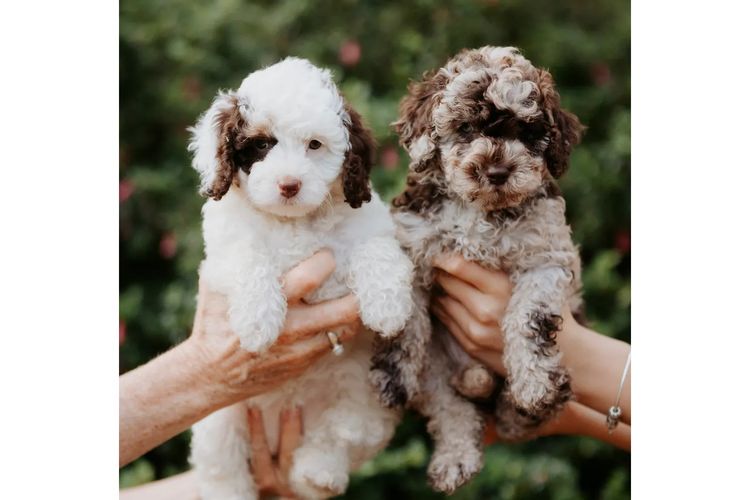 Kaya Moon Oodles - Cavoodles